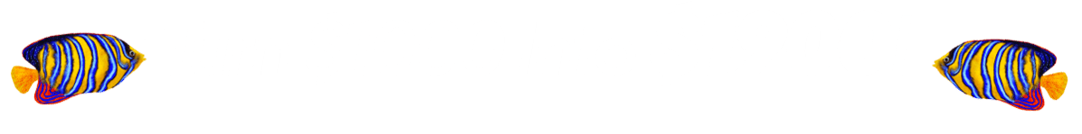 allin-4 (1)